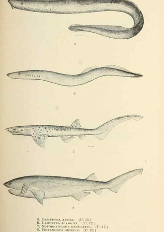 Reproducción/Reproduction 7983257160: The fishes of North and Middle America :. Washington :Smithsonian Institution, United States National Museum,1896-1900.