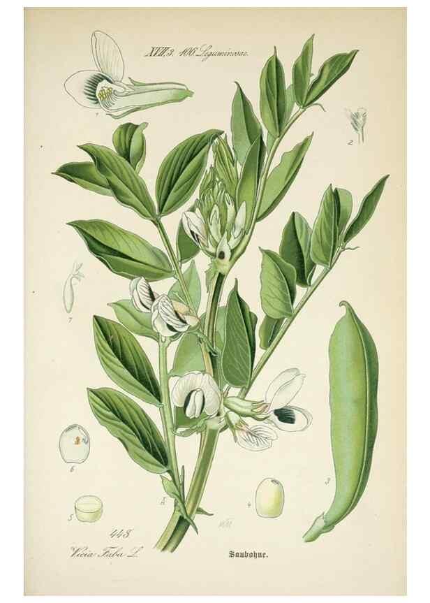 Reproducción/Reproduction 7982432818: Prof. Dr. Thomé's Flora von Deutschland, Österreich und der Schweiz, in Wort und Bild, für Schule und Haus ; mit ... Tafeln ... von Walter Müller.. Gera-Untermhaus :F.E. Köhler,1886-1934.