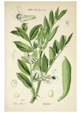Reproducción/Reproduction 7982432818: Prof. Dr. Thomé's Flora von Deutschland, Österreich und der Schweiz, in Wort und Bild, für Schule und Haus ; mit ... Tafeln ... von Walter Müller.. Gera-Untermhaus :F.E. Köhler,1886-1934.