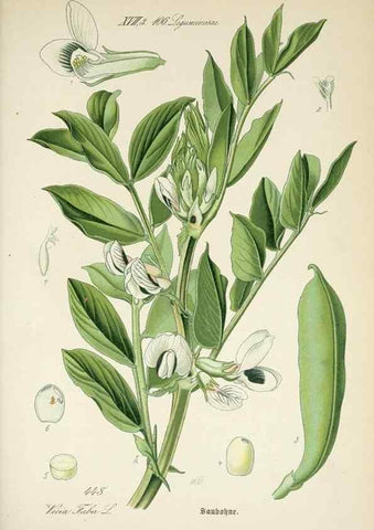 Reproducción/Reproduction 7982432818: Prof. Dr. Thomé's Flora von Deutschland, Österreich und der Schweiz, in Wort und Bild, für Schule und Haus ; mit ... Tafeln ... von Walter Müller.. Gera-Untermhaus :F.E. Köhler,1886-1934.