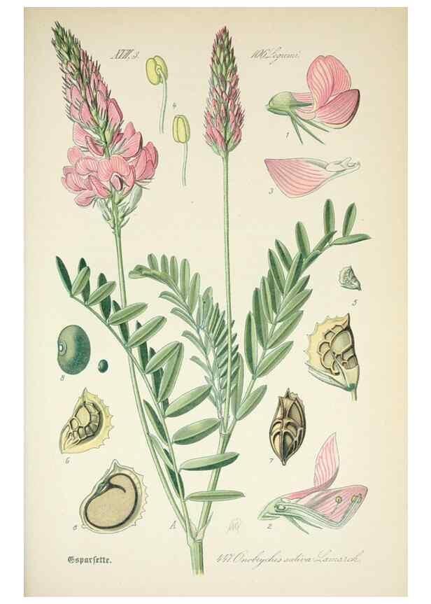 Reproducción/Reproduction 7982429361: Prof. Dr. Thomé's Flora von Deutschland, Österreich und der Schweiz, in Wort und Bild, für Schule und Haus ; mit ... Tafeln ... von Walter Müller.. Gera-Untermhaus :F.E. Köhler,1886-1934.