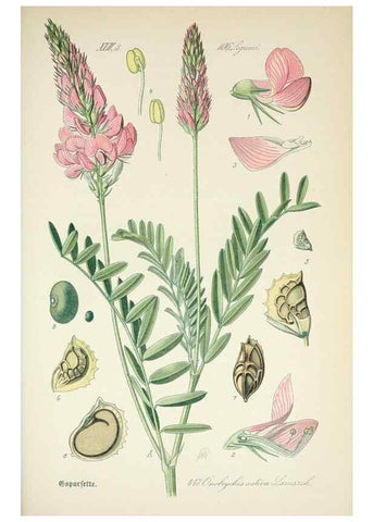 Reproducción/Reproduction 7982429361: Prof. Dr. Thomé's Flora von Deutschland, Österreich und der Schweiz, in Wort und Bild, für Schule und Haus ; mit ... Tafeln ... von Walter Müller.. Gera-Untermhaus :F.E. Köhler,1886-1934.