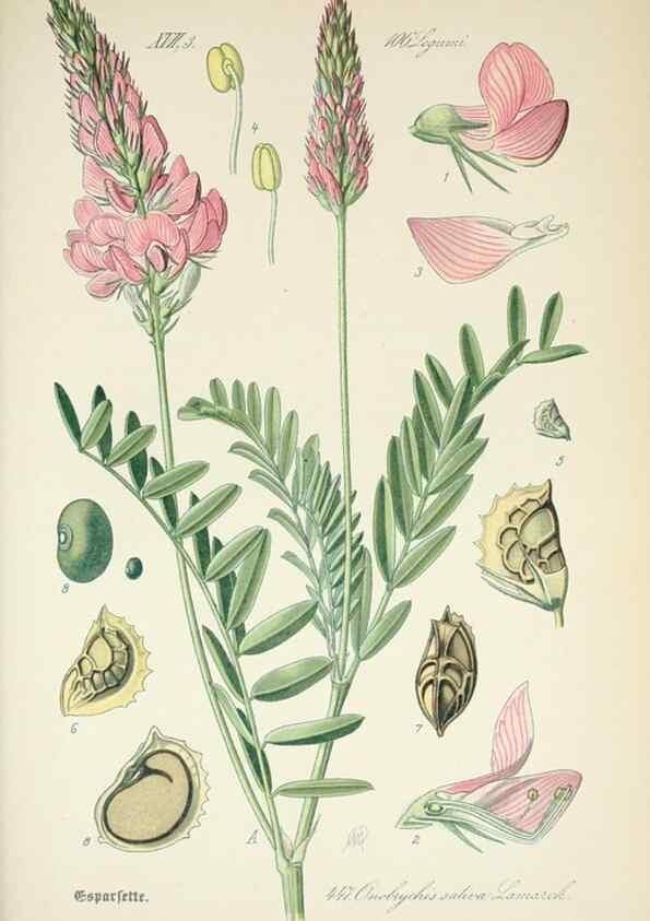 Reproducción/Reproduction 7982429361: Prof. Dr. Thomé's Flora von Deutschland, Österreich und der Schweiz, in Wort und Bild, für Schule und Haus ; mit ... Tafeln ... von Walter Müller.. Gera-Untermhaus :F.E. Köhler,1886-1934.