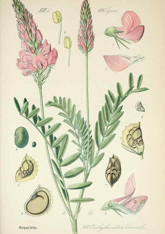 Reproducción/Reproduction 7982429361: Prof. Dr. Thomé's Flora von Deutschland, Österreich und der Schweiz, in Wort und Bild, für Schule und Haus ; mit ... Tafeln ... von Walter Müller.. Gera-Untermhaus :F.E. Köhler,1886-1934.