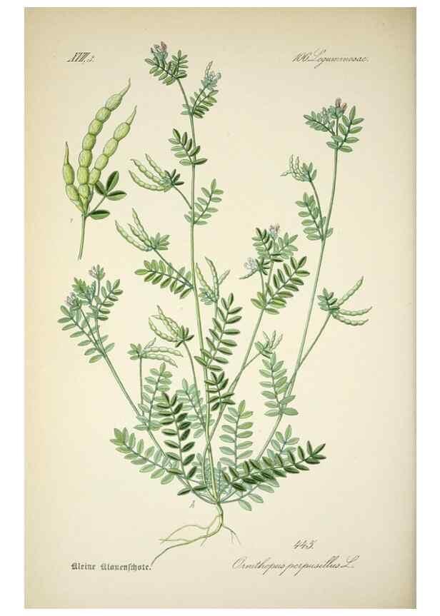Reproducción/Reproduction 7982432014: Prof. Dr. Thomé's Flora von Deutschland, Österreich und der Schweiz, in Wort und Bild, für Schule und Haus ; mit ... Tafeln ... von Walter Müller.. Gera-Untermhaus :F.E. Köhler,1886-1934.