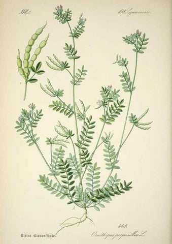 Reproducción/Reproduction 7982432014: Prof. Dr. Thomé's Flora von Deutschland, Österreich und der Schweiz, in Wort und Bild, für Schule und Haus ; mit ... Tafeln ... von Walter Müller.. Gera-Untermhaus :F.E. Köhler,1886-1934.
