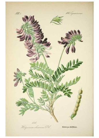 Reproducción/Reproduction 7982428631: Prof. Dr. Thomé's Flora von Deutschland, Österreich und der Schweiz, in Wort und Bild, für Schule und Haus ; mit ... Tafeln ... von Walter Müller.. Gera-Untermhaus :F.E. Köhler,1886-1934.