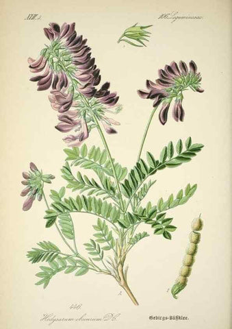 Reproducción/Reproduction 7982428631: Prof. Dr. Thomé's Flora von Deutschland, Österreich und der Schweiz, in Wort und Bild, für Schule und Haus ; mit ... Tafeln ... von Walter Müller.. Gera-Untermhaus :F.E. Köhler,1886-1934.