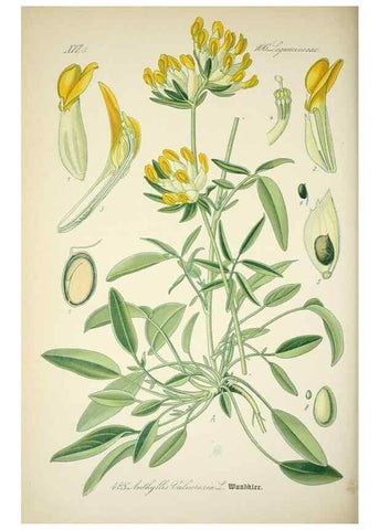 Reproducción/Reproduction 7982424138: Prof. Dr. Thomé's Flora von Deutschland, Österreich und der Schweiz, in Wort und Bild, für Schule und Haus ; mit ... Tafeln ... von Walter Müller.. Gera-Untermhaus :F.E. Köhler,1886-1934.
