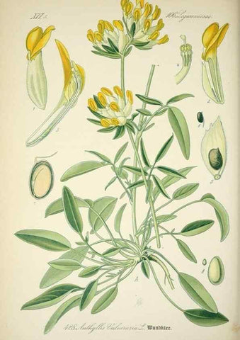 Reproducción/Reproduction 7982424138: Prof. Dr. Thomé's Flora von Deutschland, Österreich und der Schweiz, in Wort und Bild, für Schule und Haus ; mit ... Tafeln ... von Walter Müller.. Gera-Untermhaus :F.E. Köhler,1886-1934.