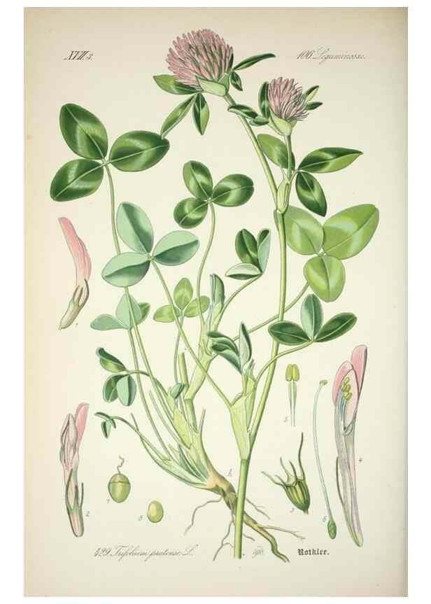 Reproducción/Reproduction 7982421843: Prof. Dr. Thomé's Flora von Deutschland, Österreich und der Schweiz, in Wort und Bild, für Schule und Haus ; mit ... Tafeln ... von Walter Müller.. Gera-Untermhaus :F.E. Köhler,1886-1934.