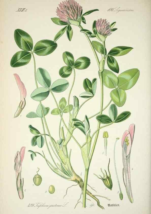 Reproducción/Reproduction 7982421843: Prof. Dr. Thomé's Flora von Deutschland, Österreich und der Schweiz, in Wort und Bild, für Schule und Haus ; mit ... Tafeln ... von Walter Müller.. Gera-Untermhaus :F.E. Köhler,1886-1934.