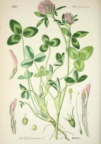 Reproducción/Reproduction 7982421843: Prof. Dr. Thomé's Flora von Deutschland, Österreich und der Schweiz, in Wort und Bild, für Schule und Haus ; mit ... Tafeln ... von Walter Müller.. Gera-Untermhaus :F.E. Köhler,1886-1934.