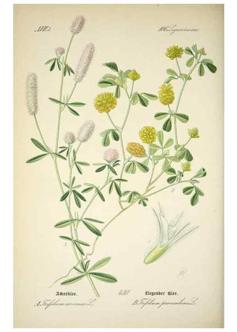 Reproducción/Reproduction 7982425160: Prof. Dr. Thomé's Flora von Deutschland, Österreich und der Schweiz, in Wort und Bild, für Schule und Haus ; mit ... Tafeln ... von Walter Müller.. Gera-Untermhaus :F.E. Köhler,1886-1934.
