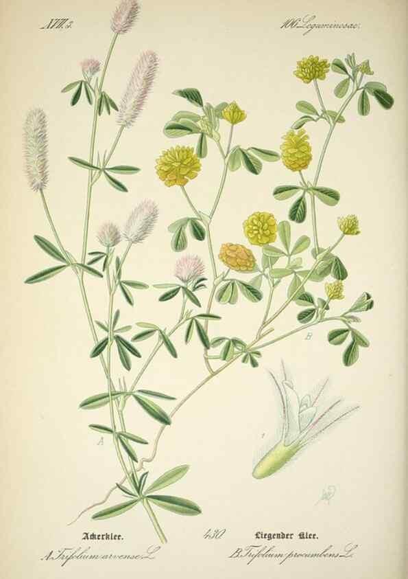 Reproducción/Reproduction 7982425160: Prof. Dr. Thomé's Flora von Deutschland, Österreich und der Schweiz, in Wort und Bild, für Schule und Haus ; mit ... Tafeln ... von Walter Müller.. Gera-Untermhaus :F.E. Köhler,1886-1934.