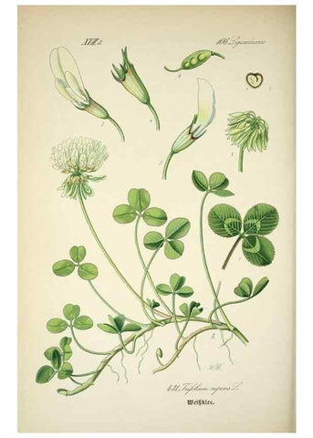 Reproducción/Reproduction 7982422651: Prof. Dr. Thomé's Flora von Deutschland, Österreich und der Schweiz, in Wort und Bild, für Schule und Haus ; mit ... Tafeln ... von Walter Müller.. Gera-Untermhaus :F.E. Köhler,1886-1934.