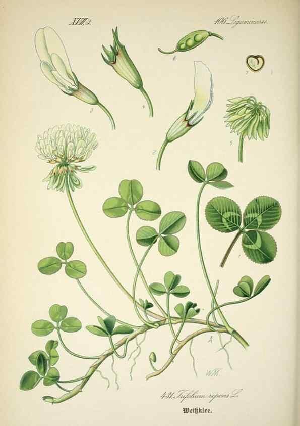 Reproducción/Reproduction 7982422651: Prof. Dr. Thomé's Flora von Deutschland, Österreich und der Schweiz, in Wort und Bild, für Schule und Haus ; mit ... Tafeln ... von Walter Müller.. Gera-Untermhaus :F.E. Köhler,1886-1934.