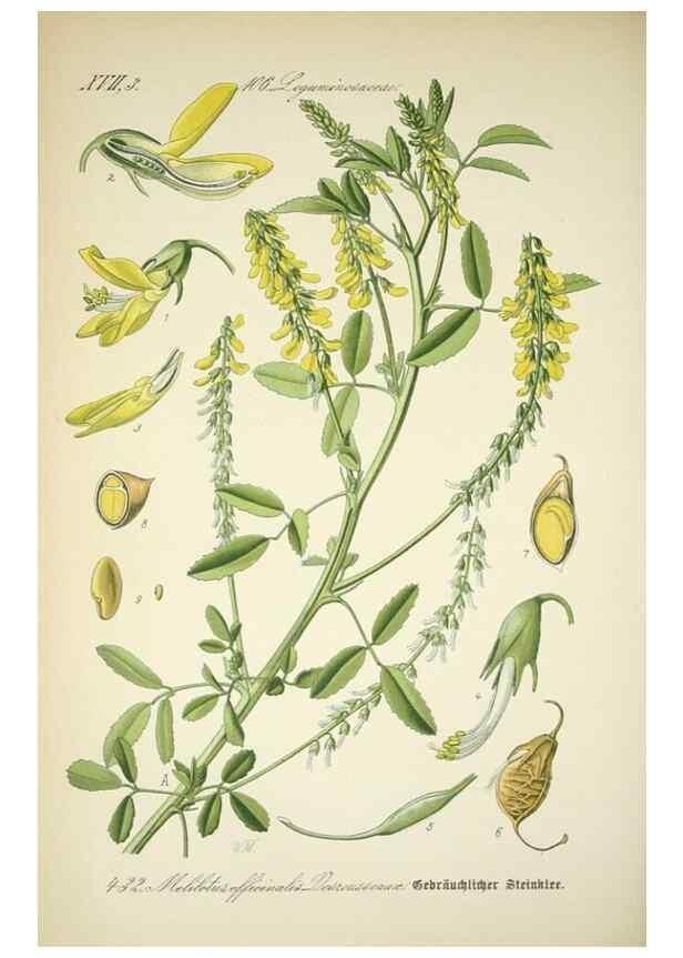 Reproducción/Reproduction 7982423161: Prof. Dr. Thomé's Flora von Deutschland, Österreich und der Schweiz, in Wort und Bild, für Schule und Haus ; mit ... Tafeln ... von Walter Müller.. Gera-Untermhaus :F.E. Köhler,1886-1934.
