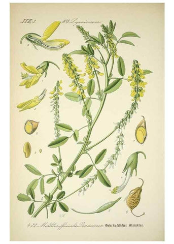 Reproducción/Reproduction 7982423161: Prof. Dr. Thomé's Flora von Deutschland, Österreich und der Schweiz, in Wort und Bild, für Schule und Haus ; mit ... Tafeln ... von Walter Müller.. Gera-Untermhaus :F.E. Köhler,1886-1934.