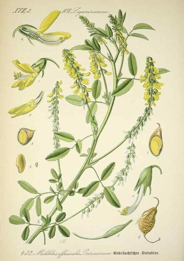 Reproducción/Reproduction 7982423161: Prof. Dr. Thomé's Flora von Deutschland, Österreich und der Schweiz, in Wort und Bild, für Schule und Haus ; mit ... Tafeln ... von Walter Müller.. Gera-Untermhaus :F.E. Köhler,1886-1934.