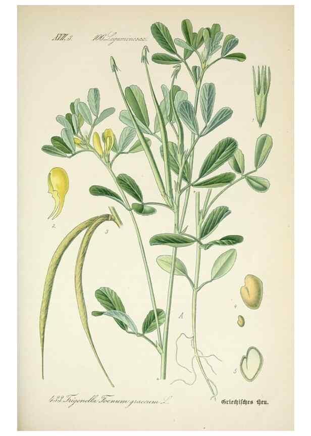Reproducción/Reproduction 7982423585: Prof. Dr. Thomé's Flora von Deutschland, Österreich und der Schweiz, in Wort und Bild, für Schule und Haus ; mit ... Tafeln ... von Walter Müller.. Gera-Untermhaus :F.E. Köhler,1886-1934.
