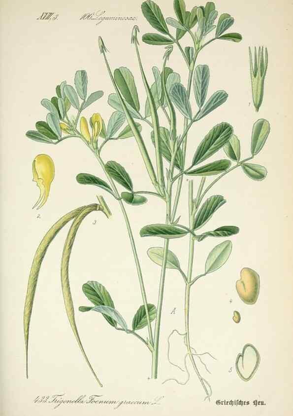 Reproducción/Reproduction 7982423585: Prof. Dr. Thomé's Flora von Deutschland, Österreich und der Schweiz, in Wort und Bild, für Schule und Haus ; mit ... Tafeln ... von Walter Müller.. Gera-Untermhaus :F.E. Köhler,1886-1934.