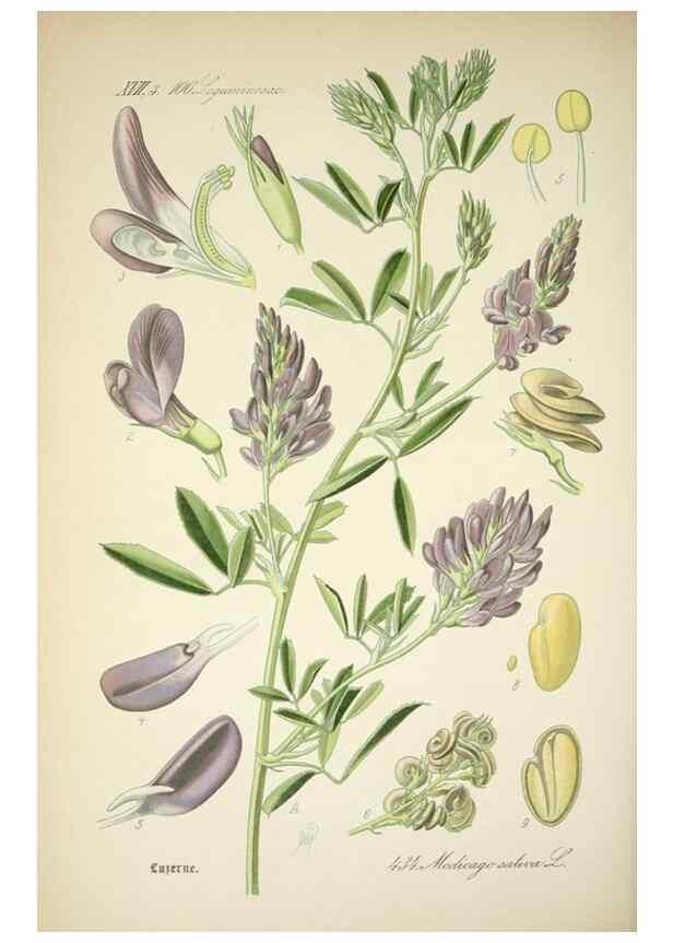 Reproducción/Reproduction 7982427010: Prof. Dr. Thomé's Flora von Deutschland, Österreich und der Schweiz, in Wort und Bild, für Schule und Haus ; mit ... Tafeln ... von Walter Müller.. Gera-Untermhaus :F.E. Köhler,1886-1934.