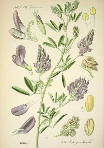 Reproducción/Reproduction 7982427010: Prof. Dr. Thomé's Flora von Deutschland, Österreich und der Schweiz, in Wort und Bild, für Schule und Haus ; mit ... Tafeln ... von Walter Müller.. Gera-Untermhaus :F.E. Köhler,1886-1934.