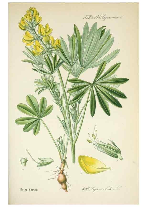 Reproducción/Reproduction 7982420165: Prof. Dr. Thomé's Flora von Deutschland, Österreich und der Schweiz, in Wort und Bild, für Schule und Haus ; mit ... Tafeln ... von Walter Müller.. Gera-Untermhaus :F.E. Köhler,1886-1934.