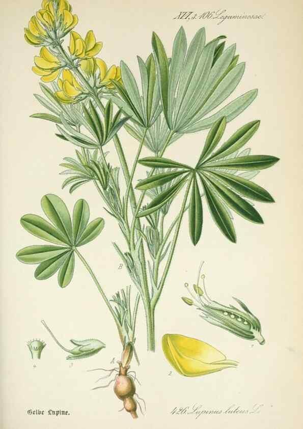 Reproducción/Reproduction 7982420165: Prof. Dr. Thomé's Flora von Deutschland, Österreich und der Schweiz, in Wort und Bild, für Schule und Haus ; mit ... Tafeln ... von Walter Müller.. Gera-Untermhaus :F.E. Köhler,1886-1934.