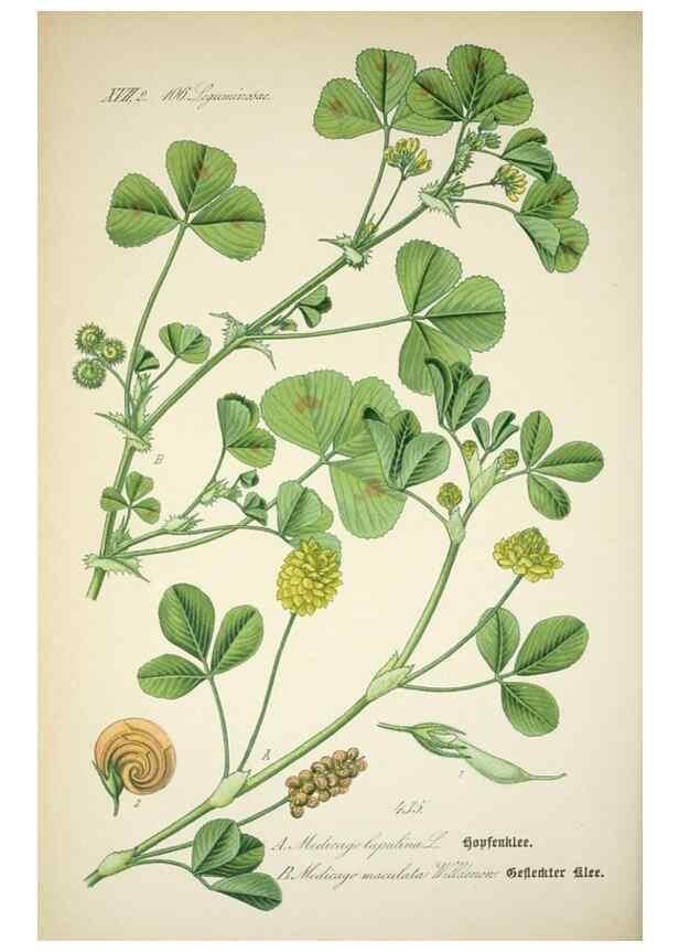 Reproducción/Reproduction 7982424551: Prof. Dr. Thomé's Flora von Deutschland, Österreich und der Schweiz, in Wort und Bild, für Schule und Haus ; mit ... Tafeln ... von Walter Müller.. Gera-Untermhaus :F.E. Köhler,1886-1934.