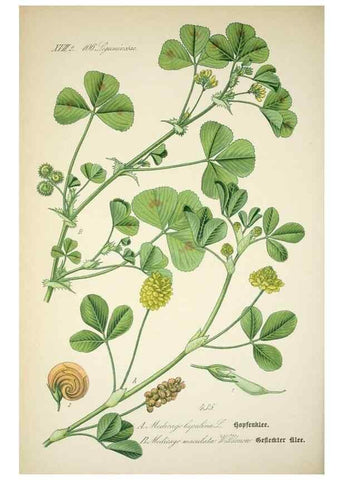 Reproducción/Reproduction 7982424551: Prof. Dr. Thomé's Flora von Deutschland, Österreich und der Schweiz, in Wort und Bild, für Schule und Haus ; mit ... Tafeln ... von Walter Müller.. Gera-Untermhaus :F.E. Köhler,1886-1934.