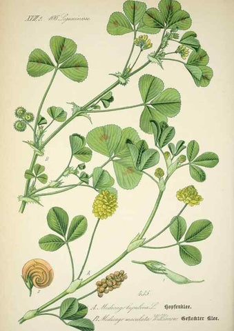 Reproducción/Reproduction 7982424551: Prof. Dr. Thomé's Flora von Deutschland, Österreich und der Schweiz, in Wort und Bild, für Schule und Haus ; mit ... Tafeln ... von Walter Müller.. Gera-Untermhaus :F.E. Köhler,1886-1934.