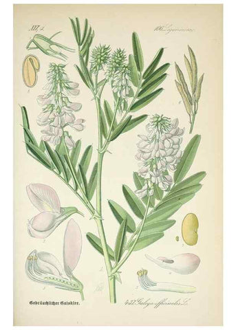Reproducción/Reproduction 7982428222: Prof. Dr. Thomé's Flora von Deutschland, Österreich und der Schweiz, in Wort und Bild, für Schule und Haus ; mit ... Tafeln ... von Walter Müller.. Gera-Untermhaus :F.E. Köhler,1886-1934.