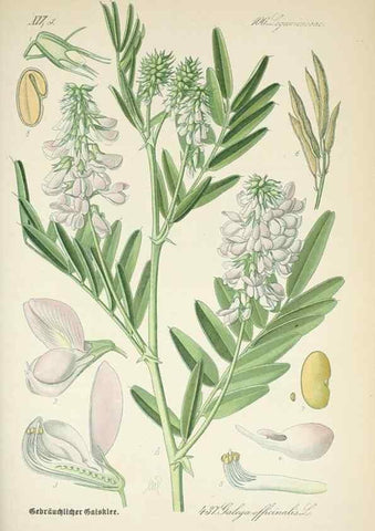 Reproducción/Reproduction 7982428222: Prof. Dr. Thomé's Flora von Deutschland, Österreich und der Schweiz, in Wort und Bild, für Schule und Haus ; mit ... Tafeln ... von Walter Müller.. Gera-Untermhaus :F.E. Köhler,1886-1934.