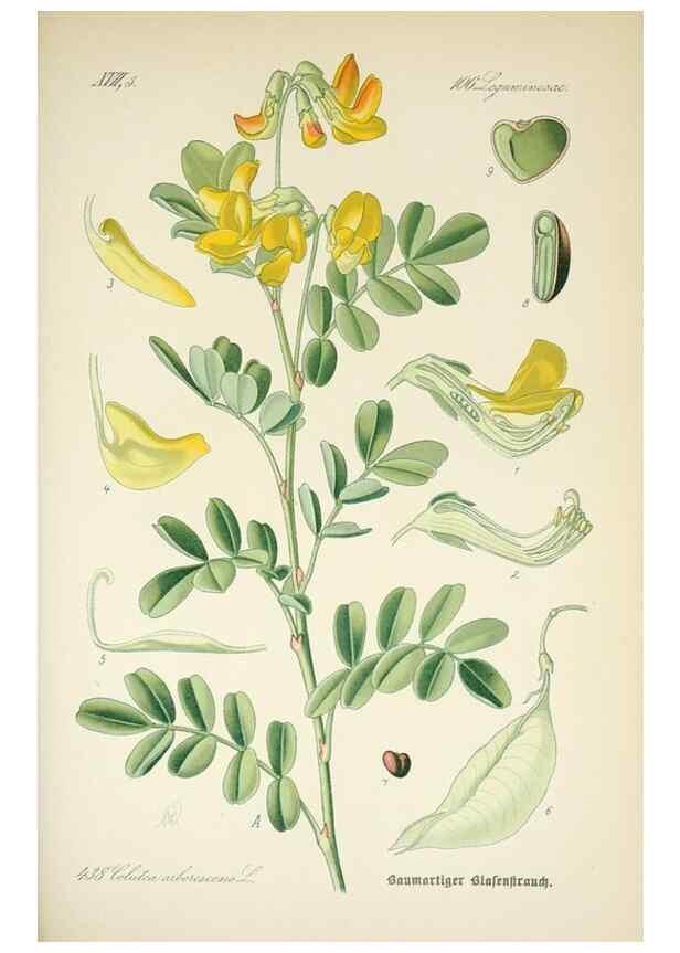 Reproducción/Reproduction 7982425657: Prof. Dr. Thomé's Flora von Deutschland, Österreich und der Schweiz, in Wort und Bild, für Schule und Haus ; mit ... Tafeln ... von Walter Müller.. Gera-Untermhaus :F.E. Köhler,1886-1934.