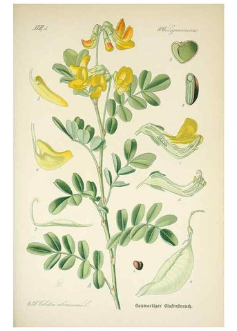 Reproducción/Reproduction 7982425657: Prof. Dr. Thomé's Flora von Deutschland, Österreich und der Schweiz, in Wort und Bild, für Schule und Haus ; mit ... Tafeln ... von Walter Müller.. Gera-Untermhaus :F.E. Köhler,1886-1934.