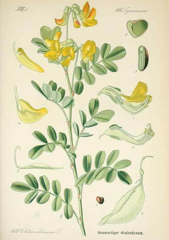 Reproducción/Reproduction 7982425657: Prof. Dr. Thomé's Flora von Deutschland, Österreich und der Schweiz, in Wort und Bild, für Schule und Haus ; mit ... Tafeln ... von Walter Müller.. Gera-Untermhaus :F.E. Köhler,1886-1934.