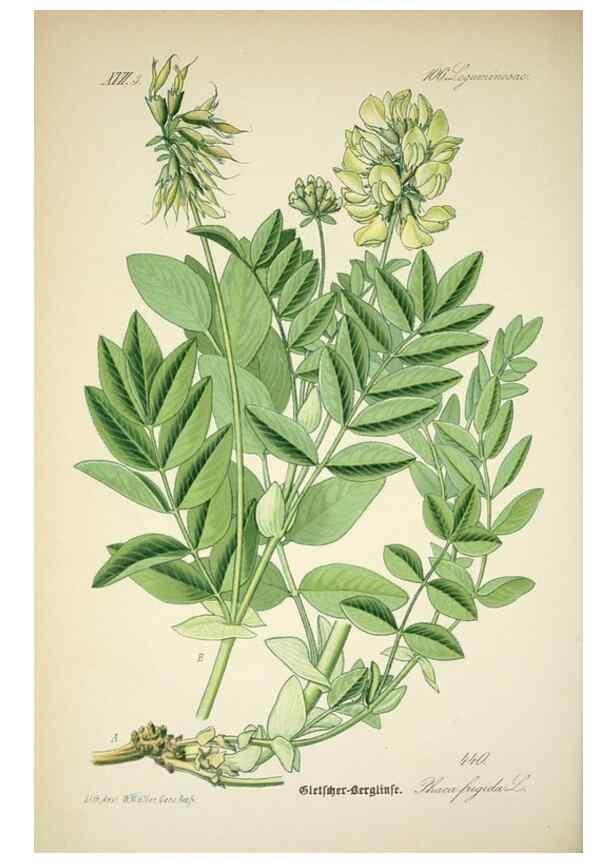 Reproducción/Reproduction 7982426155: Prof. Dr. Thomé's Flora von Deutschland, Österreich und der Schweiz, in Wort und Bild, für Schule und Haus ; mit ... Tafeln ... von Walter Müller.. Gera-Untermhaus :F.E. Köhler,1886-1934.