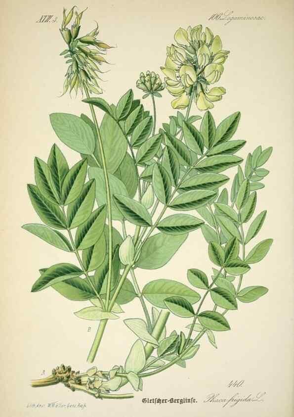 Reproducción/Reproduction 7982426155: Prof. Dr. Thomé's Flora von Deutschland, Österreich und der Schweiz, in Wort und Bild, für Schule und Haus ; mit ... Tafeln ... von Walter Müller.. Gera-Untermhaus :F.E. Köhler,1886-1934.