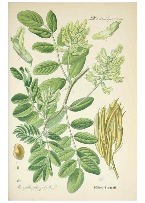 Reproducción/Reproduction 7982426951: Prof. Dr. Thomé's Flora von Deutschland, Österreich und der Schweiz, in Wort und Bild, für Schule und Haus ; mit ... Tafeln ... von Walter Müller.. Gera-Untermhaus :F.E. Köhler,1886-1934.