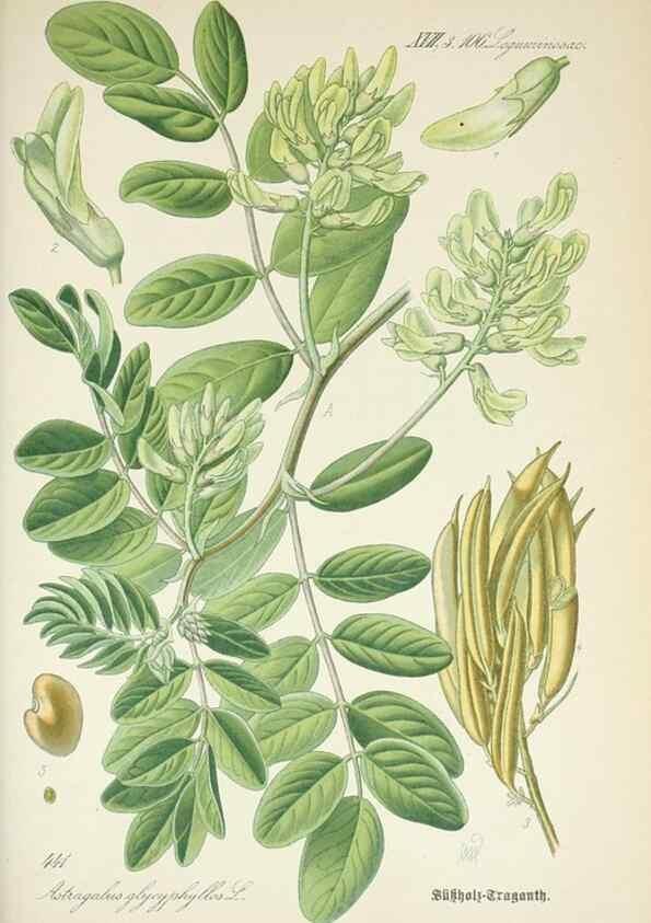 Reproducción/Reproduction 7982426951: Prof. Dr. Thomé's Flora von Deutschland, Österreich und der Schweiz, in Wort und Bild, für Schule und Haus ; mit ... Tafeln ... von Walter Müller.. Gera-Untermhaus :F.E. Köhler,1886-1934.