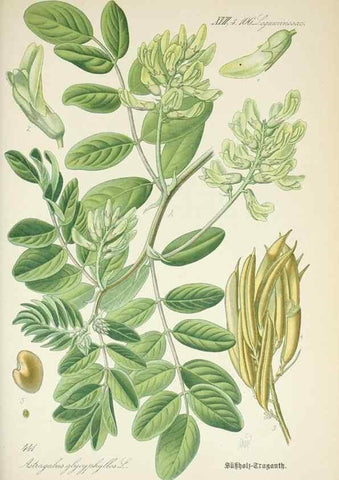 Reproducción/Reproduction 7982426951: Prof. Dr. Thomé's Flora von Deutschland, Österreich und der Schweiz, in Wort und Bild, für Schule und Haus ; mit ... Tafeln ... von Walter Müller.. Gera-Untermhaus :F.E. Köhler,1886-1934.