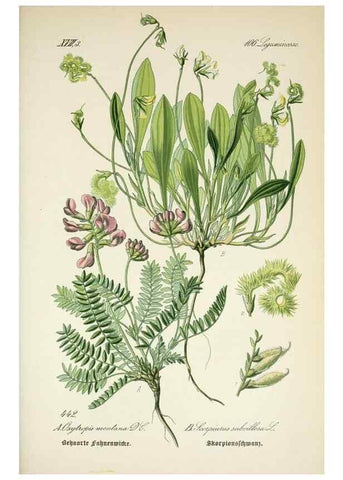 Reproducción/Reproduction 7982430428: Prof. Dr. Thomé's Flora von Deutschland, Österreich und der Schweiz, in Wort und Bild, für Schule und Haus ; mit ... Tafeln ... von Walter Müller.. Gera-Untermhaus :F.E. Köhler,1886-1934.