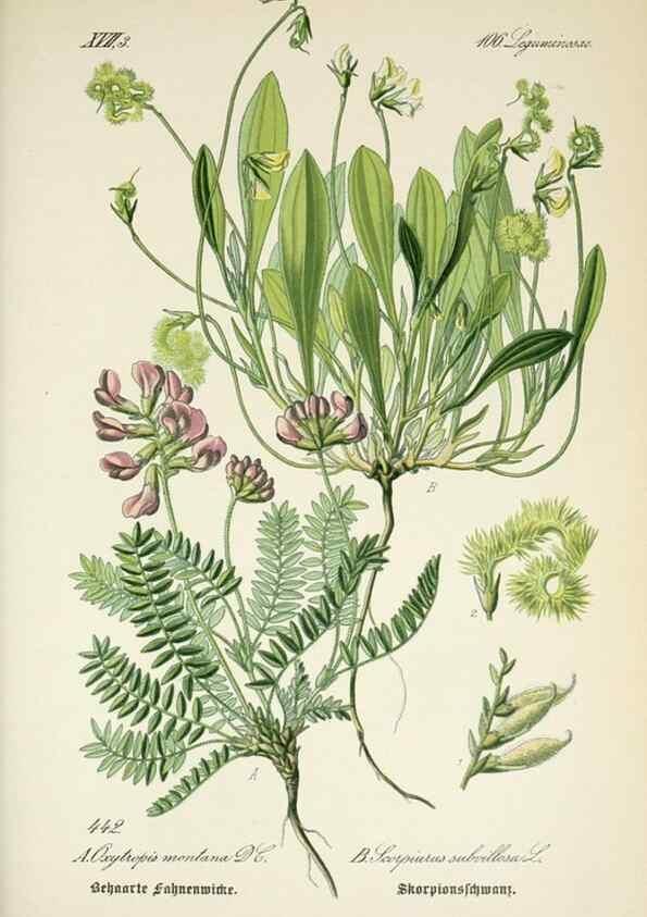 Reproducción/Reproduction 7982430428: Prof. Dr. Thomé's Flora von Deutschland, Österreich und der Schweiz, in Wort und Bild, für Schule und Haus ; mit ... Tafeln ... von Walter Müller.. Gera-Untermhaus :F.E. Köhler,1886-1934.