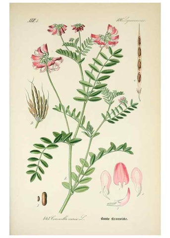 Reproducción/Reproduction 7982427811: Prof. Dr. Thomé's Flora von Deutschland, Österreich und der Schweiz, in Wort und Bild, für Schule und Haus ; mit ... Tafeln ... von Walter Müller.. Gera-Untermhaus :F.E. Köhler,1886-1934.