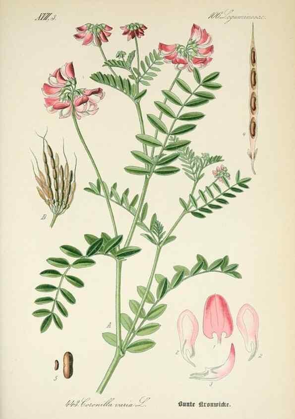 Reproducción/Reproduction 7982427811: Prof. Dr. Thomé's Flora von Deutschland, Österreich und der Schweiz, in Wort und Bild, für Schule und Haus ; mit ... Tafeln ... von Walter Müller.. Gera-Untermhaus :F.E. Köhler,1886-1934.