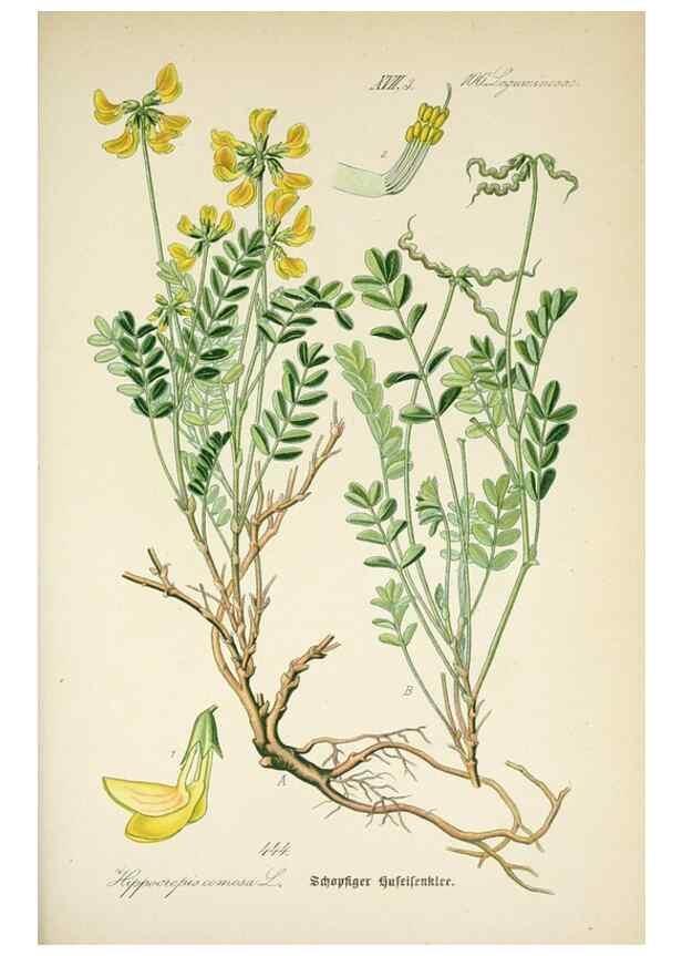 Reproducción/Reproduction 7982431306: Prof. Dr. Thomé's Flora von Deutschland, Österreich und der Schweiz, in Wort und Bild, für Schule und Haus ; mit ... Tafeln ... von Walter Müller.. Gera-Untermhaus :F.E. Köhler,1886-1934.