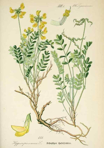 Reproducción/Reproduction 7982431306: Prof. Dr. Thomé's Flora von Deutschland, Österreich und der Schweiz, in Wort und Bild, für Schule und Haus ; mit ... Tafeln ... von Walter Müller.. Gera-Untermhaus :F.E. Köhler,1886-1934.