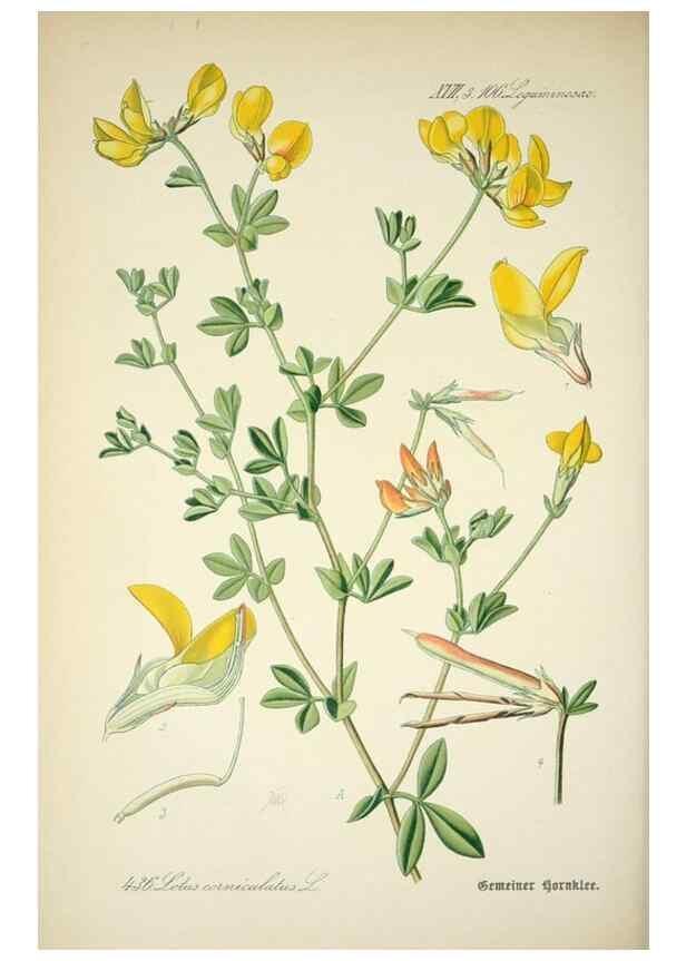 Reproducción/Reproduction 7982427812: Prof. Dr. Thomé's Flora von Deutschland, Österreich und der Schweiz, in Wort und Bild, für Schule und Haus ; mit ... Tafeln ... von Walter Müller.. Gera-Untermhaus :F.E. Köhler,1886-1934.